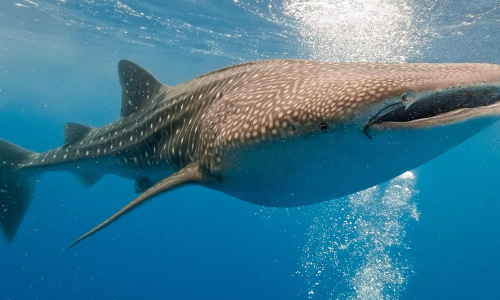 Whale Shark | Species | WWF