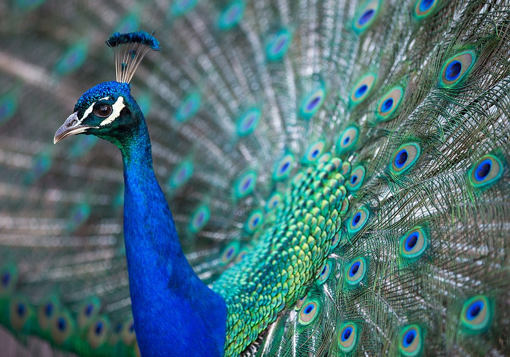  Peacock Symbolism & Meaning (+Totem, Spirit & Omens) - World Birds