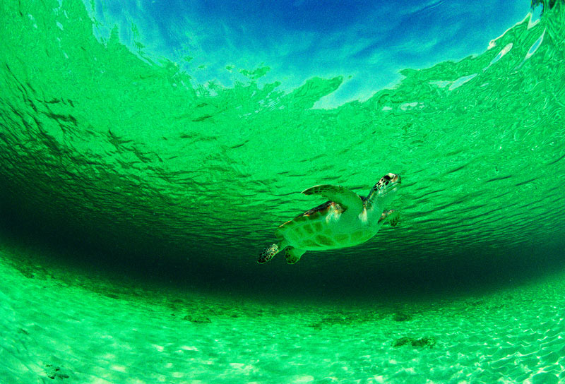 ãGREEN SEAãã®ç»åæ¤ç´¢çµæ